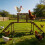 Bingopaw Chicken Roosting Perches with Swing 1