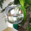 Plant Watering Globes Plant Automatic-Transparent rose wat 7