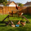 Bingopaw Chicken Roosting Perches with Swing 3