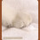 Soft Fabric Cats Bed Umbrellas Shape for Warm Comfortable 7