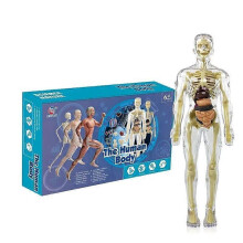 (Fully Transparent) Clear Human Body Structure Model,3D Anatomy Figure Kit Removable Organs, Bones