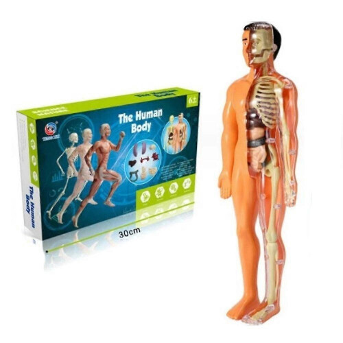 (Translucent) Clear Human Body Structure Model,3D Anatomy Figure Kit  Removable Organs, Bones
