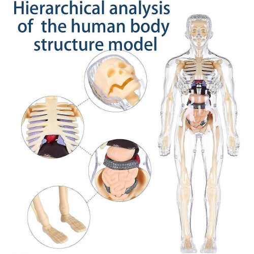 (Fully Transparent) Clear Human Body Structure Model,3D Anatomy Figure Kit  Removable Organs, Bones 1