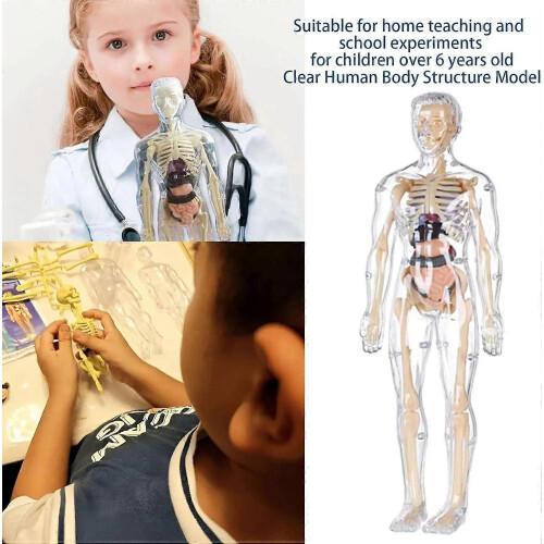 (Translucent) Clear Human Body Structure Model,3D Anatomy Figure Kit  Removable Organs, Bones 2
