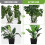 Adjustable Stackable Plant Support Stakes 10PCS Invisible Trellis for Monstera Vines Indoor Outdoor 5