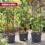 GEEZY GEEZY 4-Tier Tomato Planter Pot Vegetables Vine Trellis Support Climbing Vegetables 5