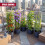 GEEZY GEEZY 4-Tier Tomato Planter Pot Vegetables Vine Trellis Support Climbing Vegetables 7