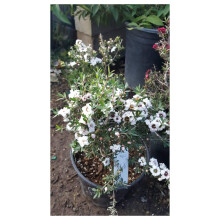 Leptospermum Scoparium bílá živá rostlina