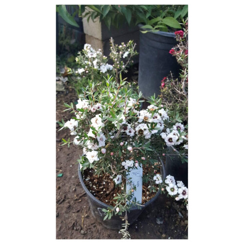 Leptospermum Scoparium Vit levande växt