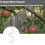 Adjustable MShaped Fruit Tree Branch Support Training Tool, Reusable Metal Shaping Aid Silver 2