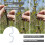 Adjustable MShaped Fruit Tree Branch Support Training Tool, Reusable Metal Shaping Aid Silver 3