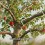18PCS Adjustable Fruit Tree Branch Spreader Set, Reusable Stainless Steel Limb Training Tool for Orchard Shaping 4