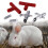 10PCS Automatic Rabbit Water Nipple Drinker Set, Clean Water On Demand, DripControlled Design 5