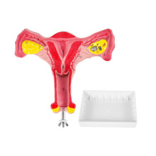 Human Anatomy Model 1:1 Female Reproductive System with Uterus Ovary Tubes, Realistic Teaching Display