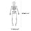 Halloween Skeleton Decor 11.5 Inch Posable Full Body 3