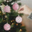 Pink Christmas Ball Ornaments 2.36 Inch 12 Pack 5