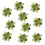 Gullglitter, hule juleblomster, 10-pakning 2