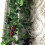 12Bunches Lifelike Artificial Grapes with Leaves 3