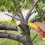 Pruning Hand Saw with Sharp Cutting Blade and Ergonomic Grip Handle for Tree Branches 2