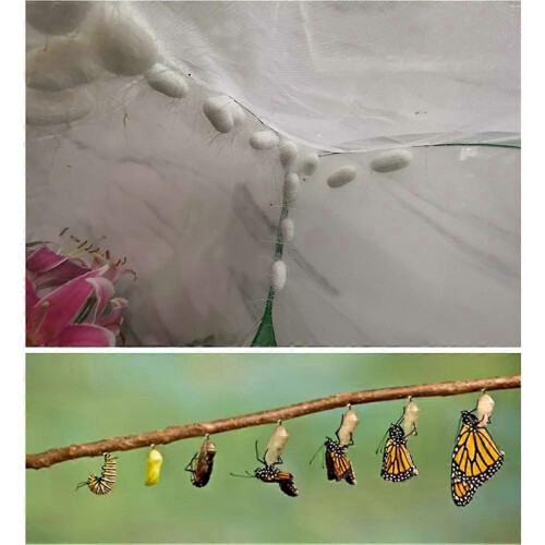Cage portable pour insectes et papillons, habitat et élevage 1