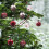 Pacote com 30 enfeites de Natal de 6 cm para árvore de Natal 5