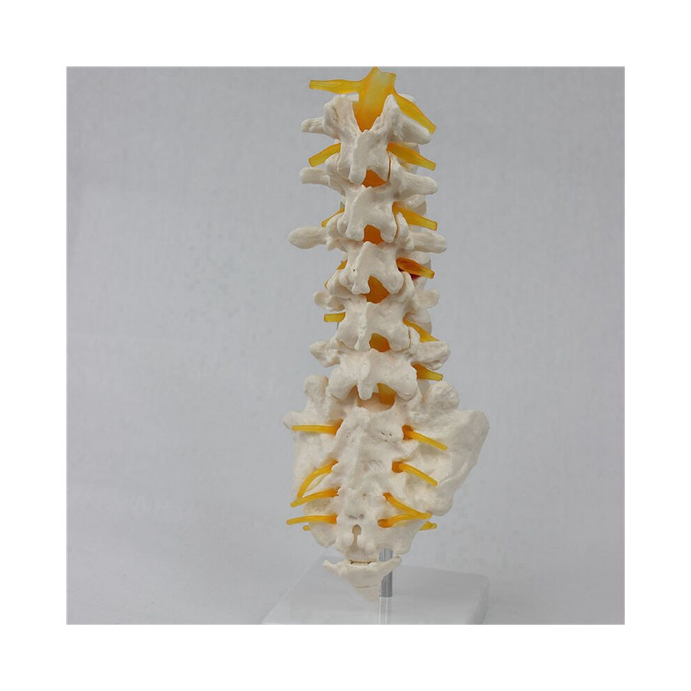 2X Teaching Equipment Model 5-Segment Lumbar Spine with Sacral Accessory Orthopedic Teaching Display Teaching Aids