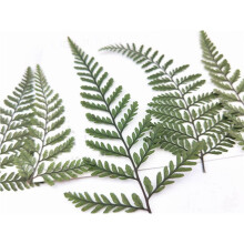 120Pcs Dried Green Fern Herbarium for DIY Jewelry Postcard Invitation Card Phone Case Pennisetum Leaves