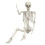 Livsstørrelse poserbart skelet 165 cm plastik 1