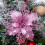 Artificial Poinsettia Flowers Glitter5pcs 2