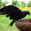 Realistic Black Feathered Crow Ornament 12 inch 4