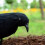 Realistic Black Feathered Crow Ornament 12 inch 5
