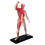 Medical-Torso Human Body Model Removable Parts Education Organs Model for Teaching Study Class Students(Muscle Model) 1