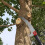 Telescopic Pole Saw 7.2M 24FT with Replaceable Sharp Blade, Anti‑Twist Stability and Comfort Grip for  Reach Tree Pruning 4