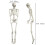 Livsstørrelse poserbart skelet 165 cm plastik 2
