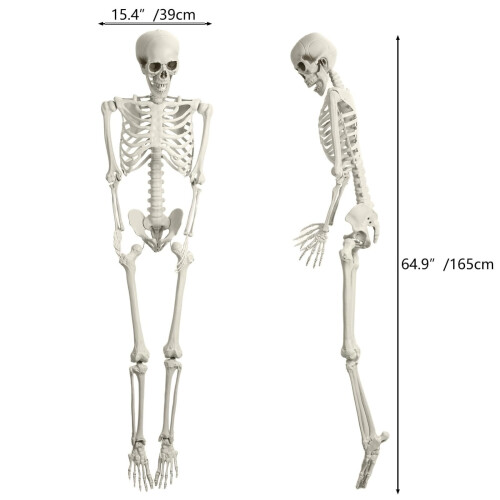 Livsstørrelse poserbart skelet 165 cm plastik 1