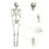 Livsstørrelse poserbart skelet 165 cm plastik 4