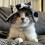 Pet Sun Protective Hat Adjustable Tie Wide Brimmed Design- S 7