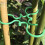 Reusable Plastic Plant Clips Secure Holds for Climbing Plant-50 6