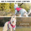 Reflective Pet Harness Tactically Vest with Ergonomic-Black M 6