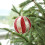 Gold striped pompom Christmas balls 8 cm 4