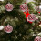 Boules de Noël incassables, lot de 6, 6 cm (2,36 pouces) 3