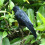Halloween Black Feathered Crow Decoration 3