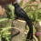 Halloween Black Feathered Crow Decoration 4