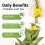 Mullein Leaf Tea Natural Herbal Mullein Leaf Tea 2