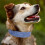 (XL, Green) Leather Dog Collars for Walking Soft Padding Embossed Collars for Medium Large Breeds Pet Training Collar Accessories M 5