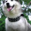 (Black) Enhanced Dog Collar With Spikes for Large and Medium Breeds 4