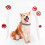 Flea & Tick Collar for Dogs & Cats - Effective Flea, Mite, Lice & Mosquito Prevention 4
