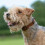 (Small 29cm-39cm) Bioflow Magnetic Dog Collar Tan Leather 2