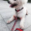 Dog Collar And Leash Set, Cute Fruit Patterns On Bright Collar Nylon And Matching Leash, Great Option 2