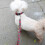 Dog Collar And Leash Set, Cute Fruit Patterns On Bright Collar Nylon And Matching Leash, Great Option 3